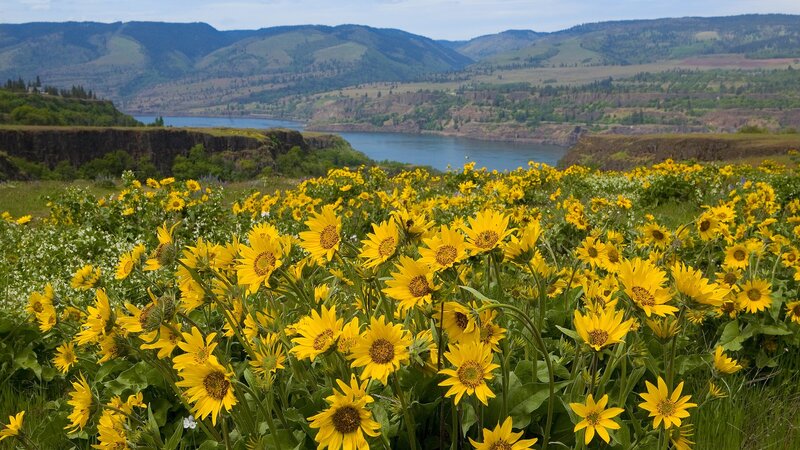Yellow Wildflowers in Field — Serene, Summer