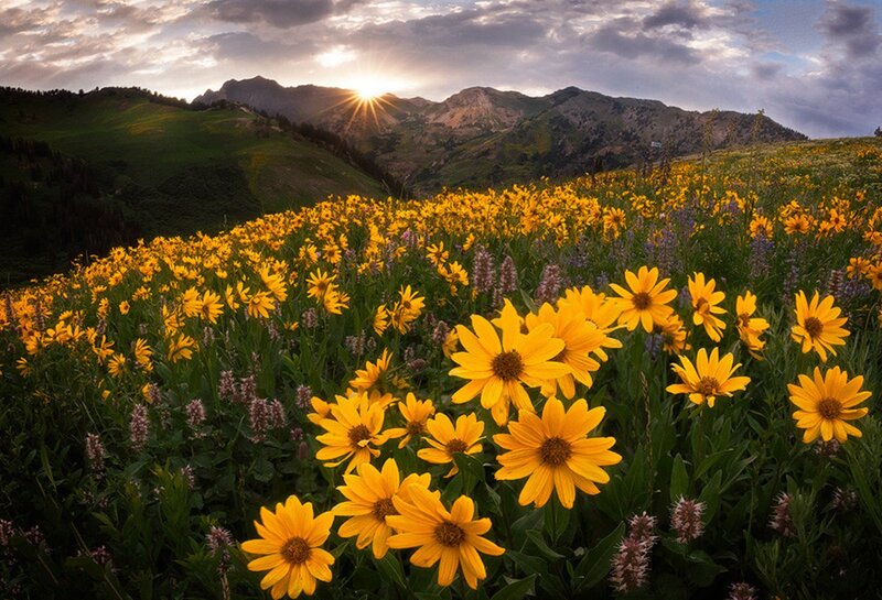 Yellow Wildflowers in Field — Serene, Sunrise