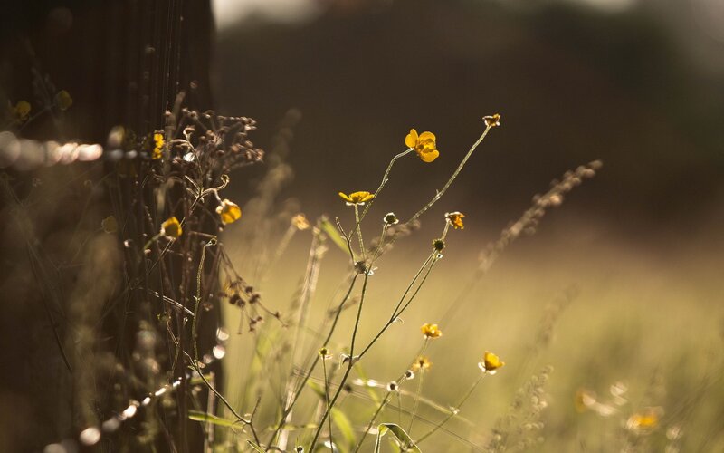 Yellow Wildflowers in Field — Serene, Sunset, Photograph, Grass