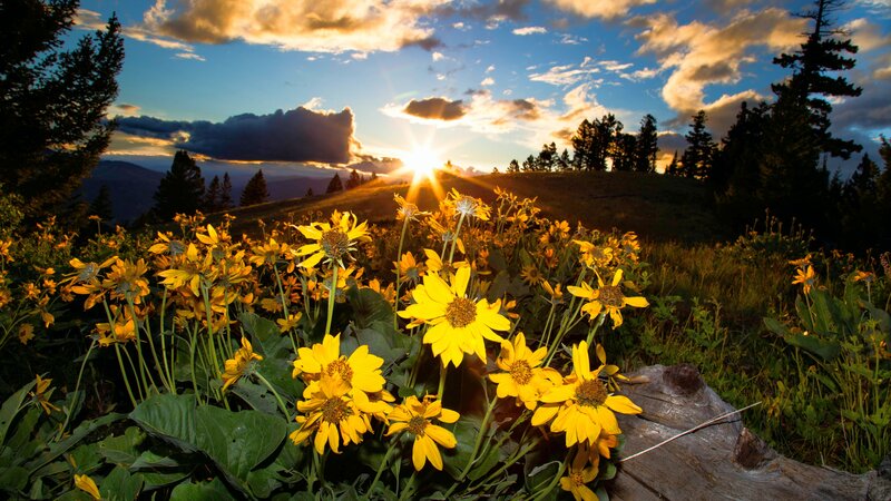 Yellow Wildflowers in Field — Serene, Sunset, Photograph, Sunrise