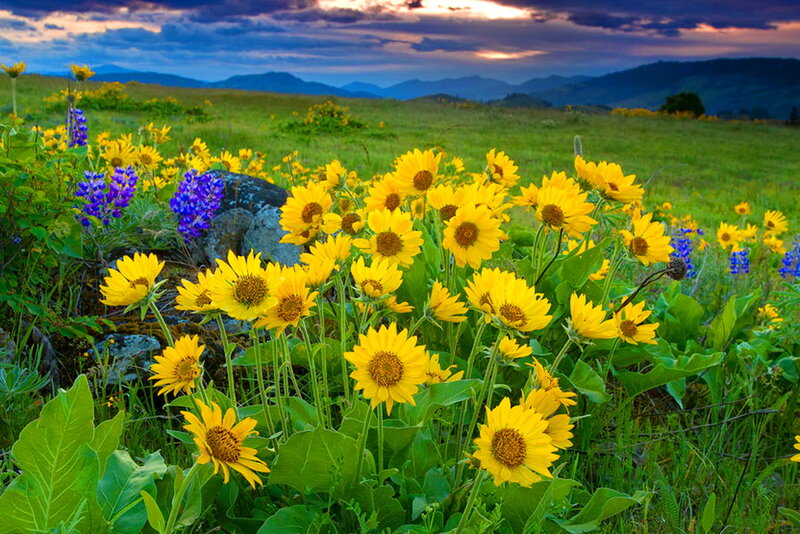 Yellow Wildflowers in Field — Serene, Sunset