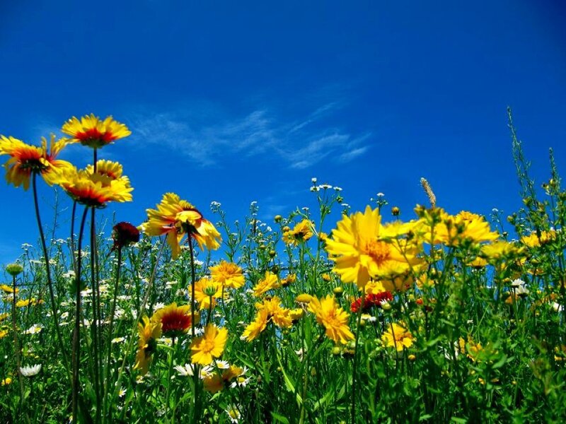 Yellow Wildflowers in Field — Serene