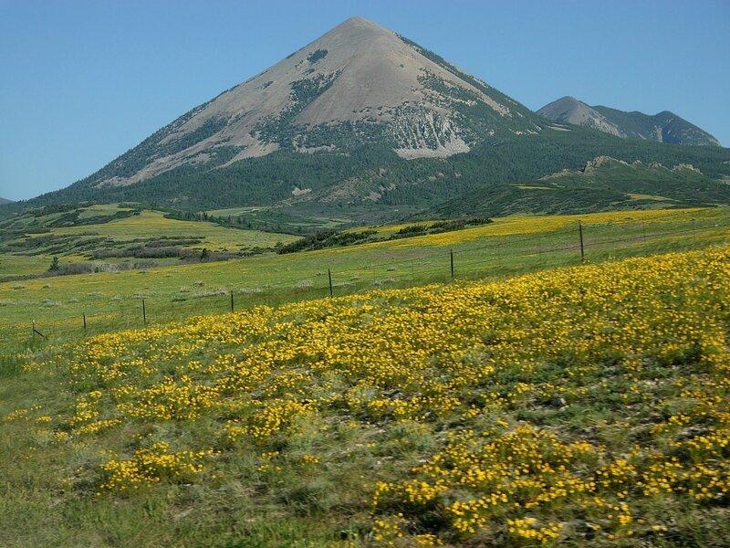 Yellow Wildflowers in Field