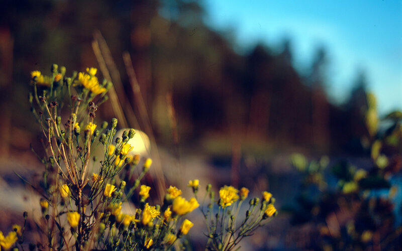 Yellow Wildflowers in Focus