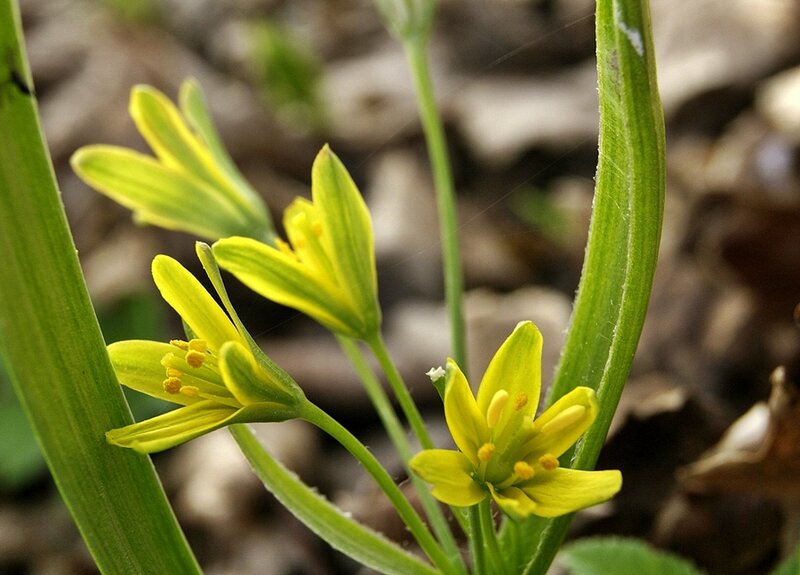 Yellow Wildflowers in Forest — Natural