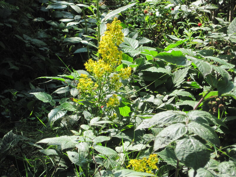 Yellow Wildflowers in Forest