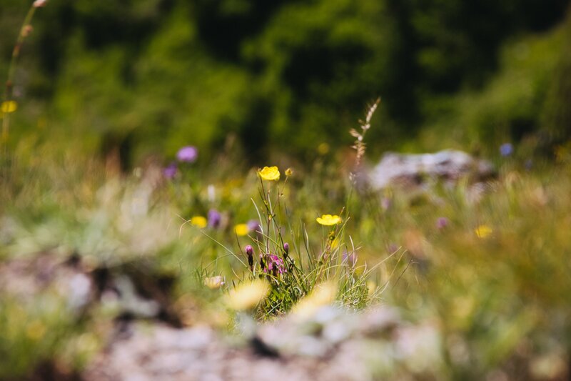 Yellow Wildflowers in Grass — Green