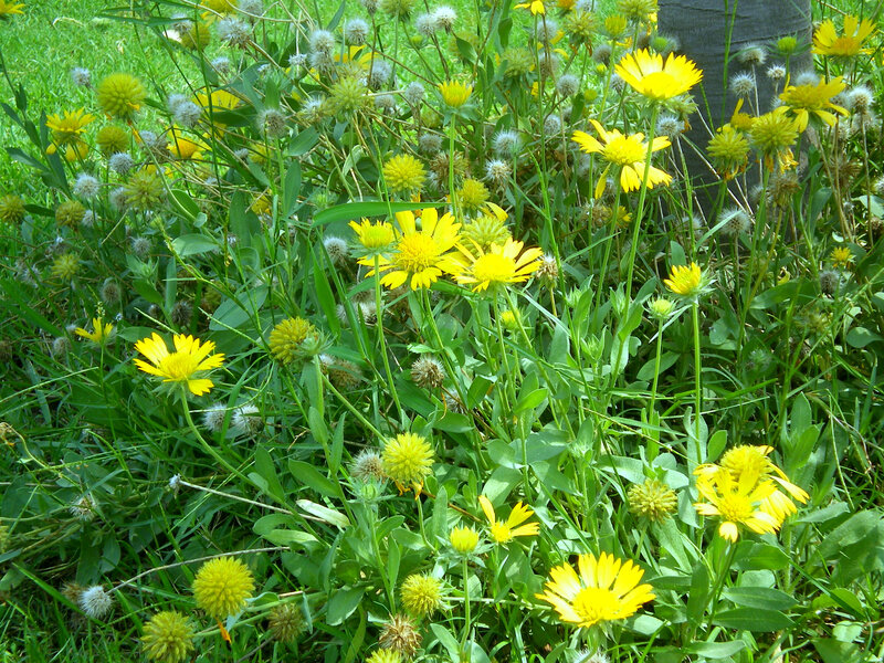 Yellow Wildflowers in Grass — Natural, Afternoon