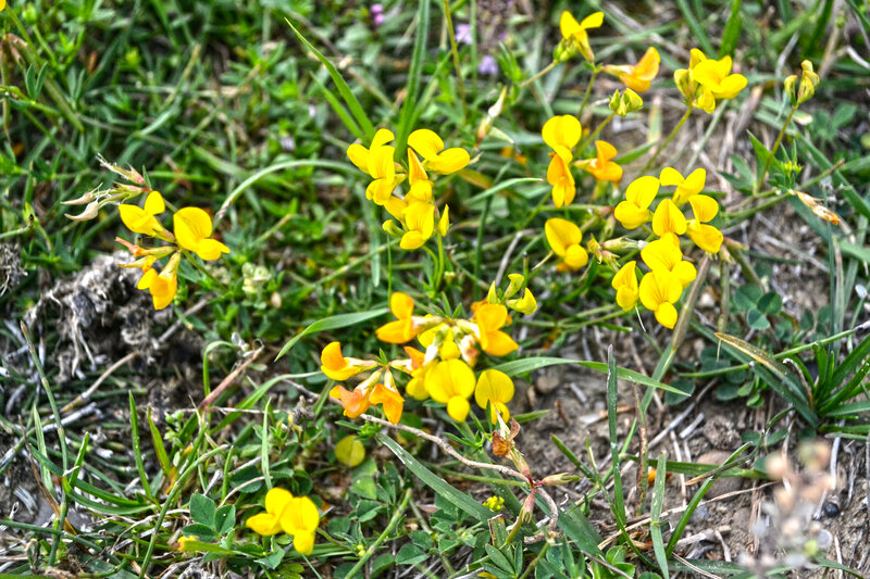 Yellow Wildflowers in Grass — Natural