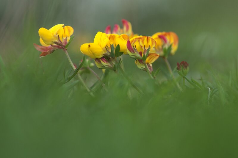 Yellow Wildflowers in Grass — Serene