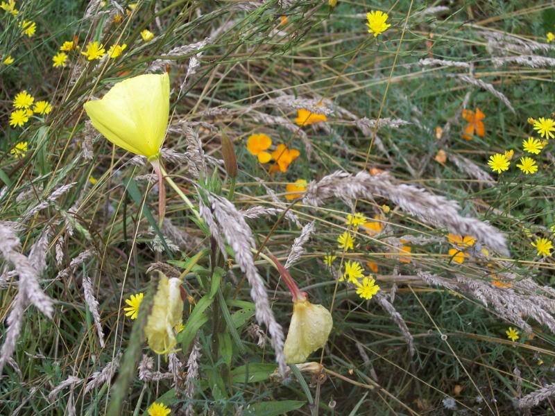 Yellow Wildflowers in Grass