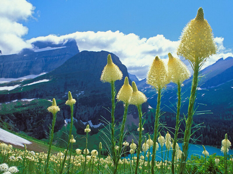 Yellow Wildflowers in Mountains — Blue