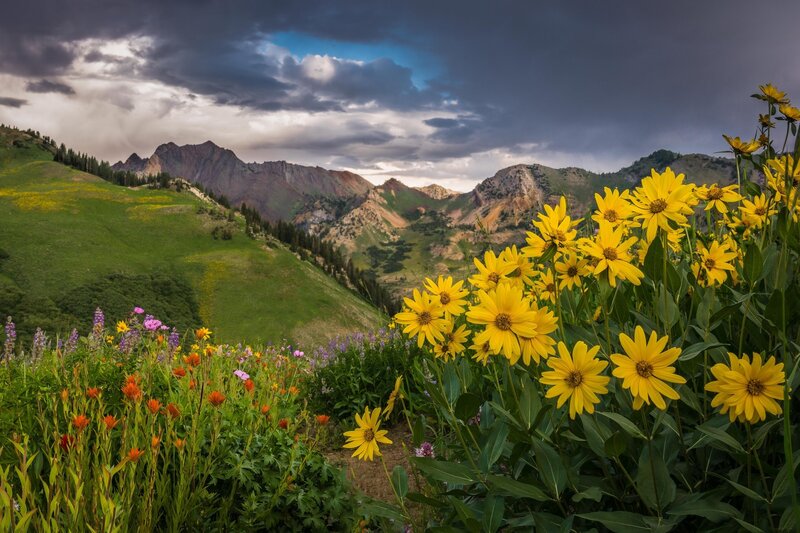 Yellow Wildflowers in Mountains — Dramatic