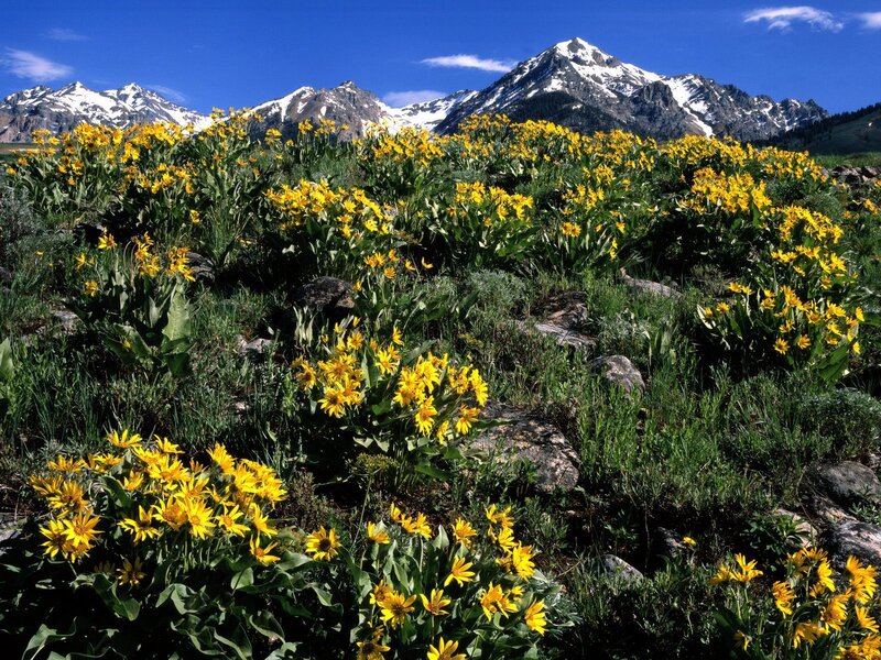 Yellow Wildflowers in Mountains — Serene, Summer, Photograph, Snow, Sky