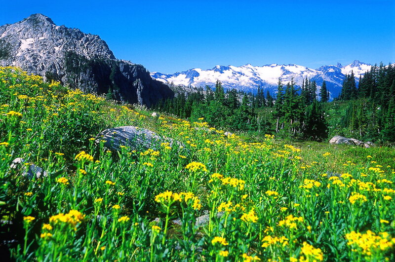 Yellow Wildflowers in Mountains — Serene