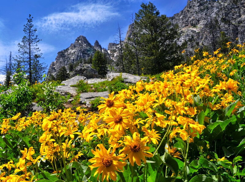 Yellow Wildflowers in Mountains