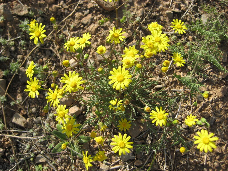 Yellow Wildflowers in Soil