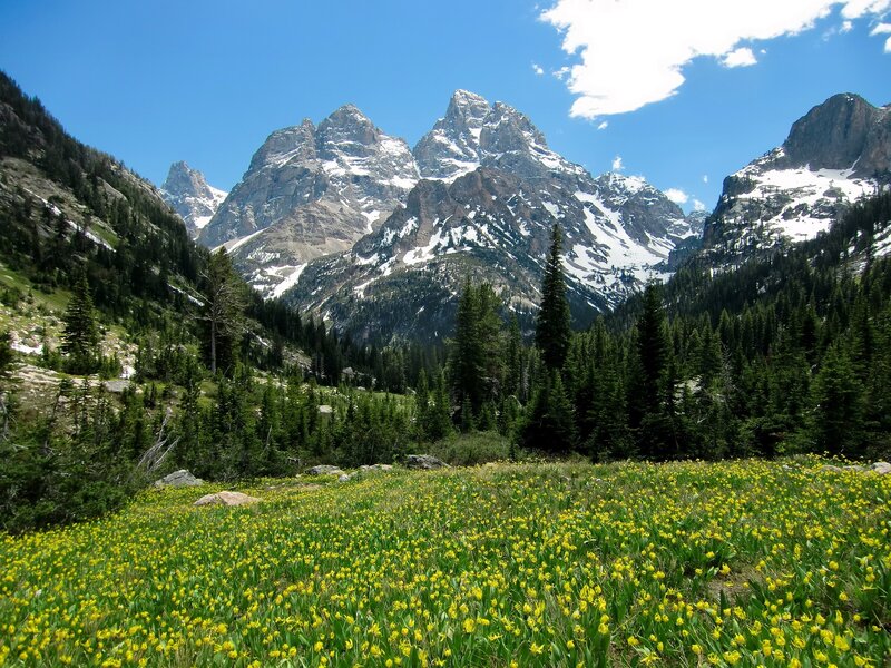 Yellow Wildflowers in Valley — Green