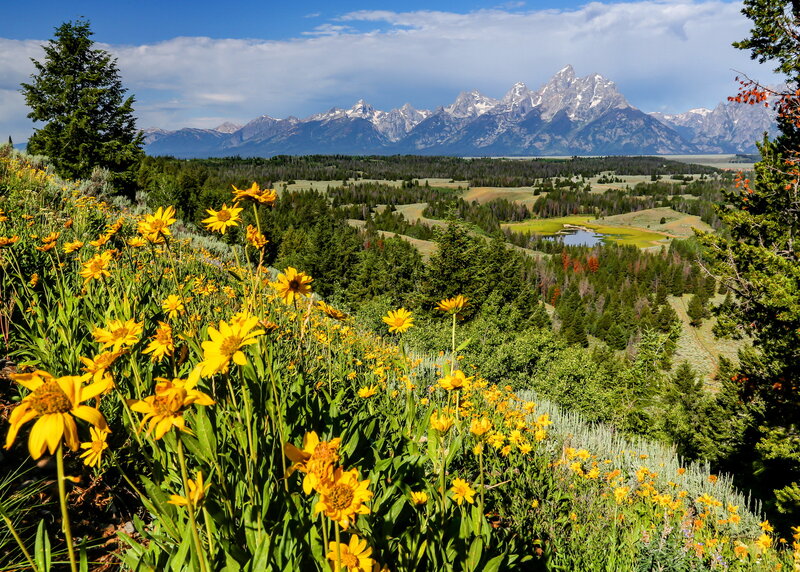 Yellow Wildflowers in Valley — Serene, Summer