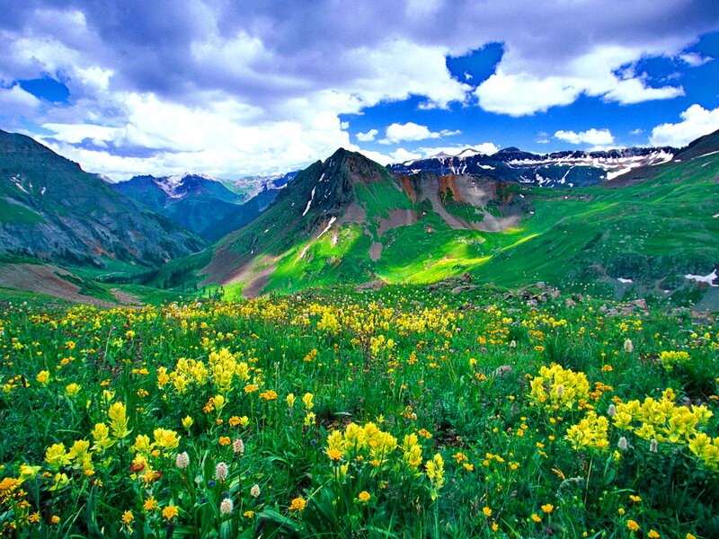 Yellow Wildflowers in Valley — Serene