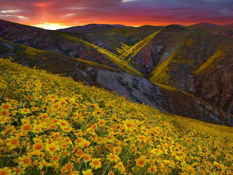 Yellow Wildflowers in Valley