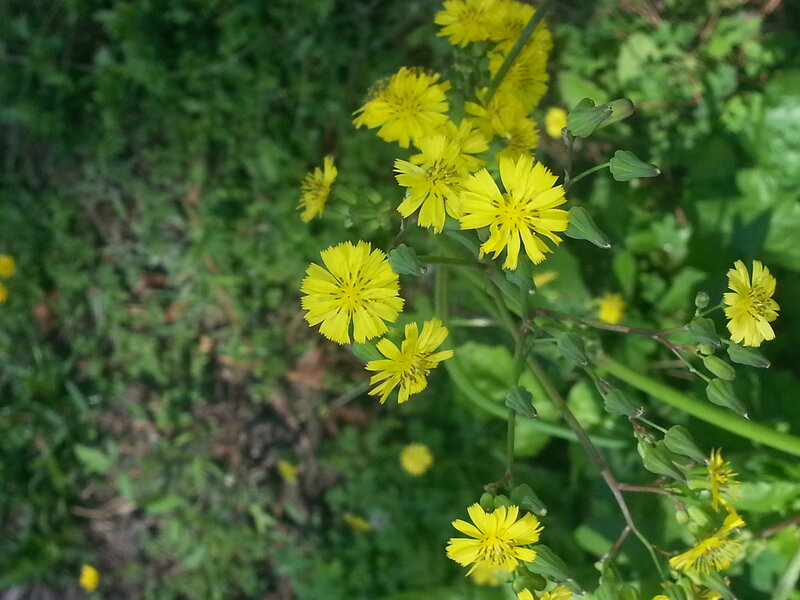 Yellow Wildflowers — Natural, Afternoon