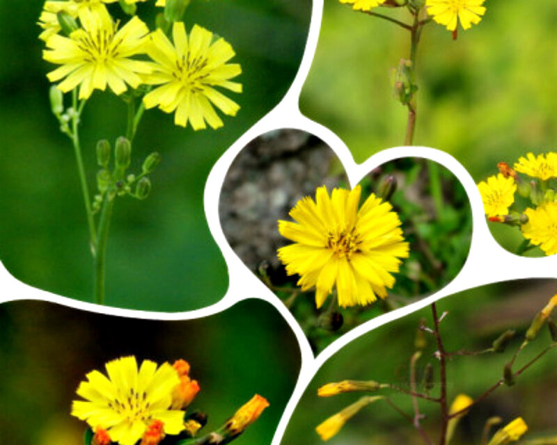 Yellow Wildflowers — Natural, Spring
