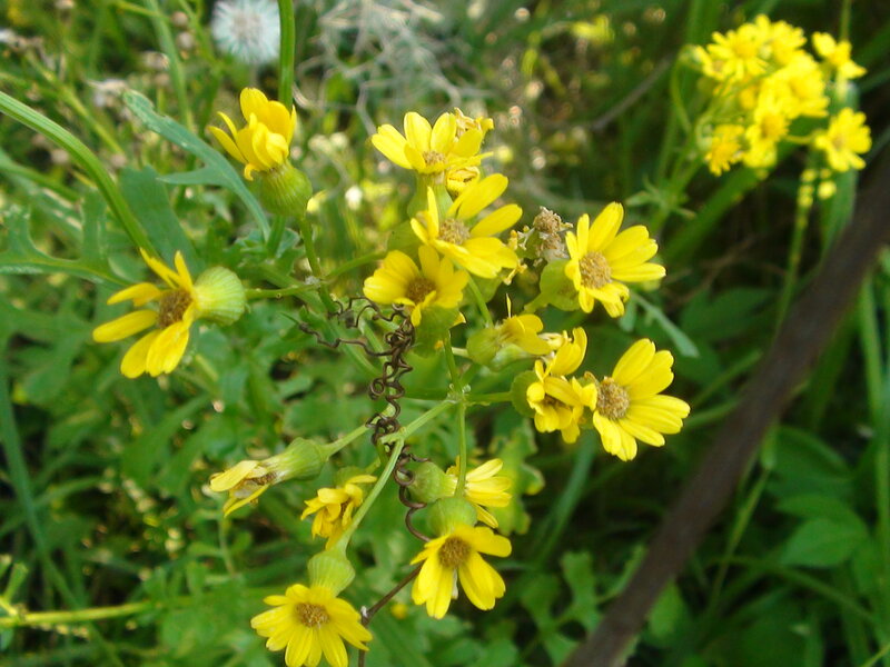 Yellow Wildflowers — Natural