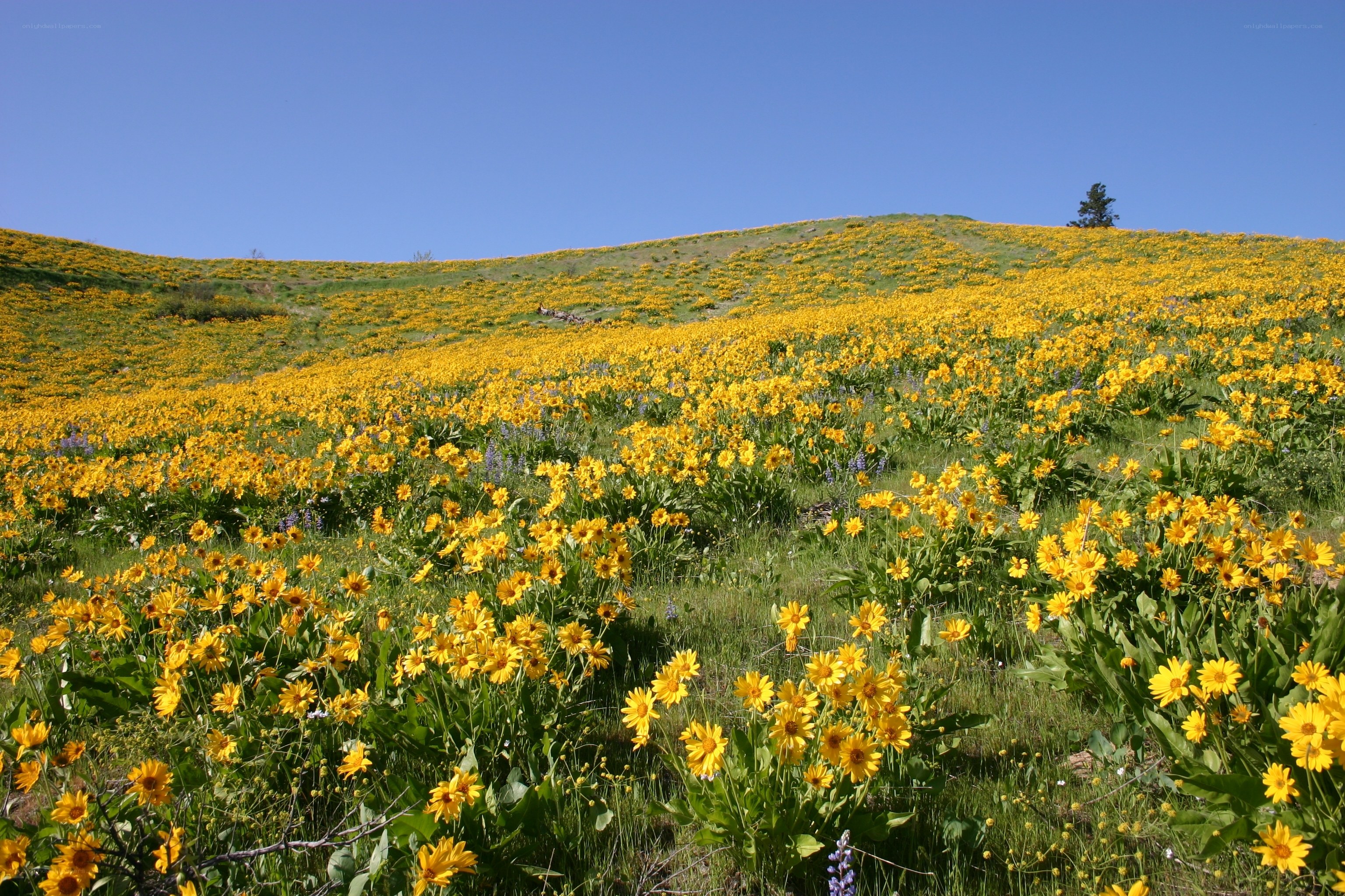 Yellow wildflowers on a hillside