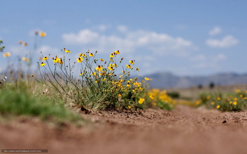 Yellow Wildflowers on Dirt Path