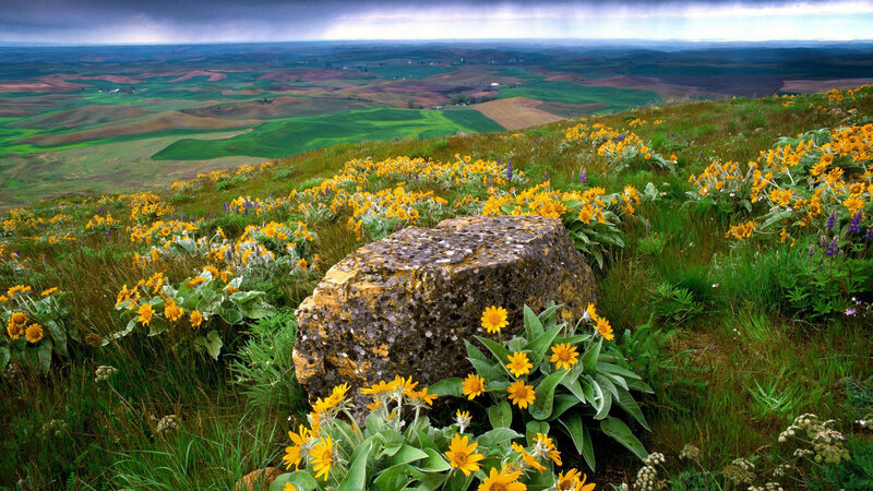 Yellow Wildflowers on Hillside — Dramatic