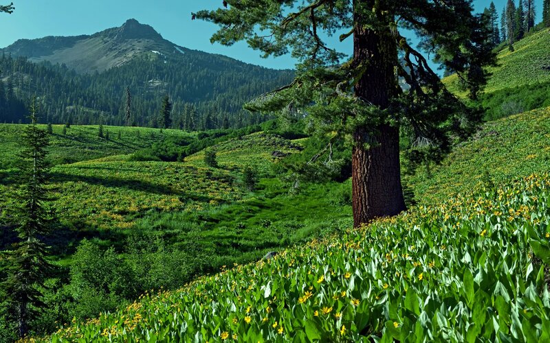 Yellow Wildflowers on Hillside — Green, Serene