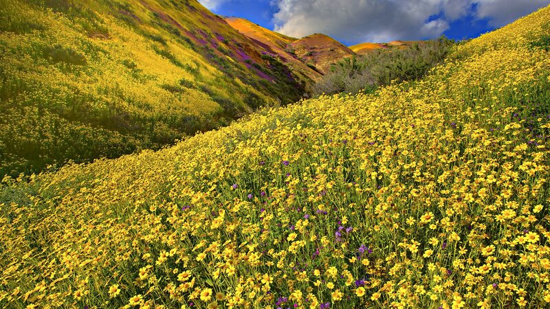 Yellow Wildflowers on Hillside — Serene, Spring, Photograph