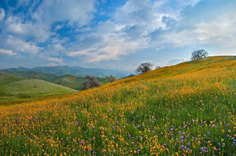 Yellow Wildflowers on Hillside — Serene, Spring