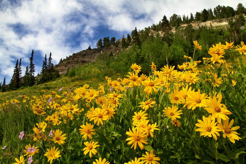 Yellow Wildflowers on Hillside — Serene, Summer