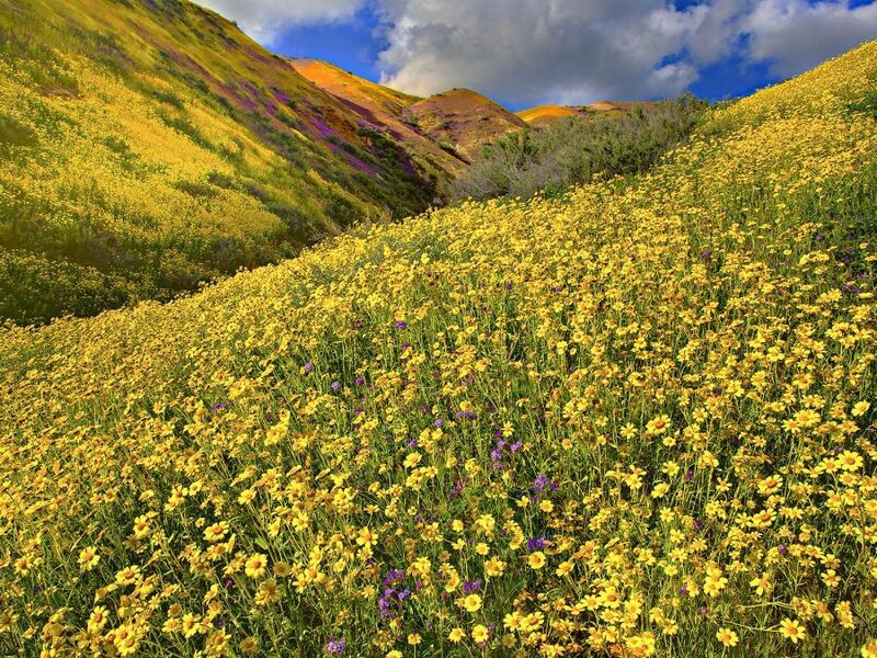 Yellow Wildflowers on Hillside — Serene