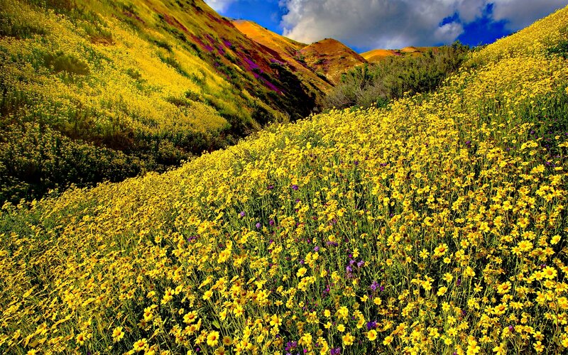 Yellow Wildflowers on Hillside