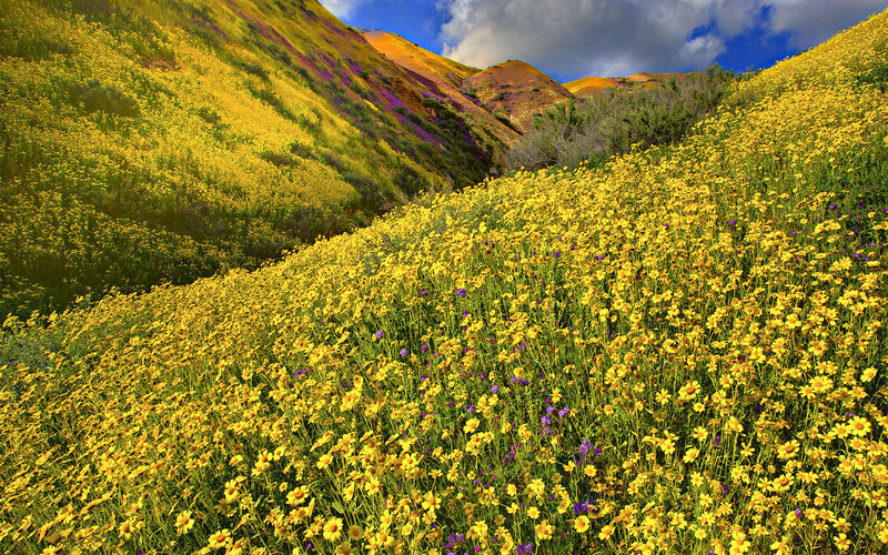 Yellow Wildflowers on Hillside — Vibrant
