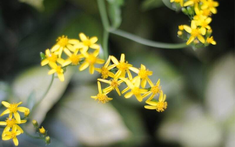 Yellow Wildflowers on Stems — Calm