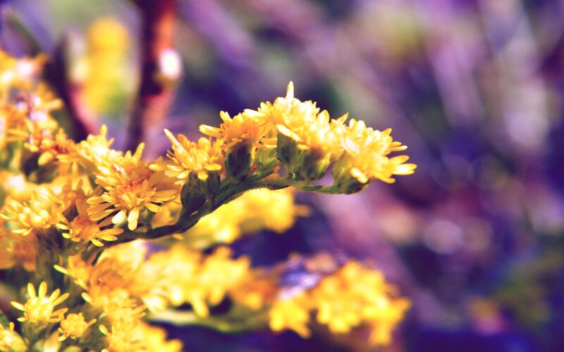 Yellow Wildflowers — Serene