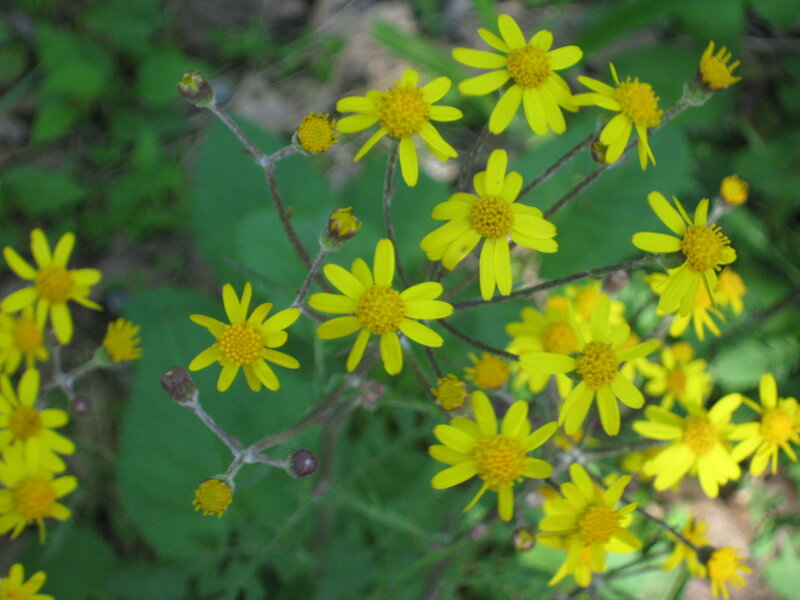 Yellow Wildflowers