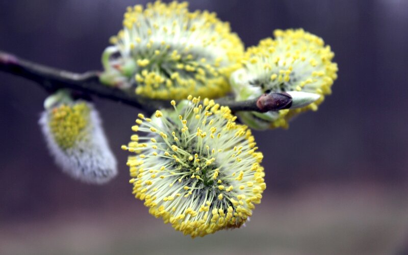 Yellow Willow Catkins — Calm, Spring