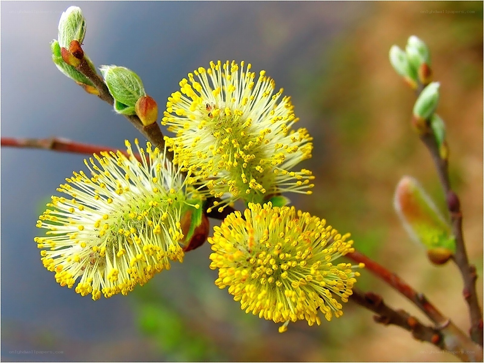 Yellow willow catkins in spring