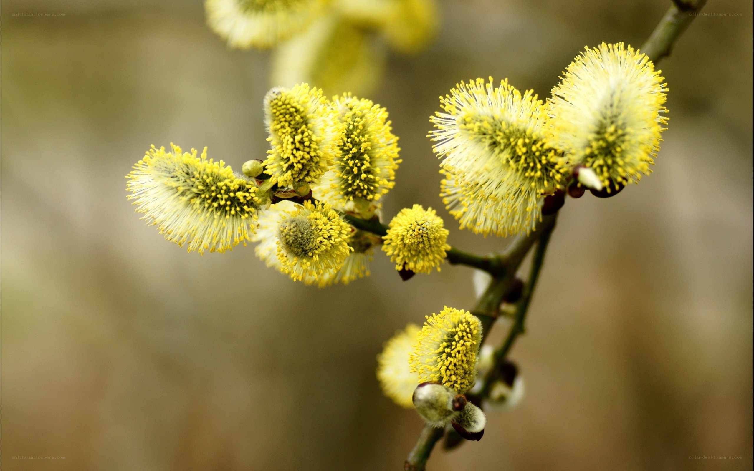 yellow willow catkins in spring