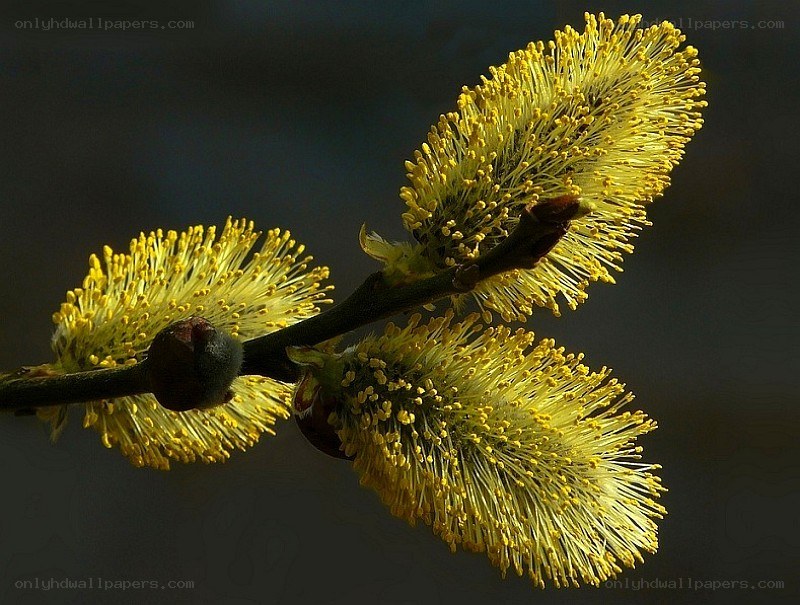 Yellow willow catkins in spring