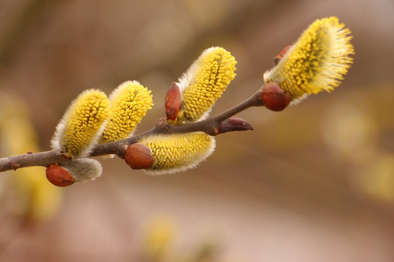 Yellow willow catkins on a branch
