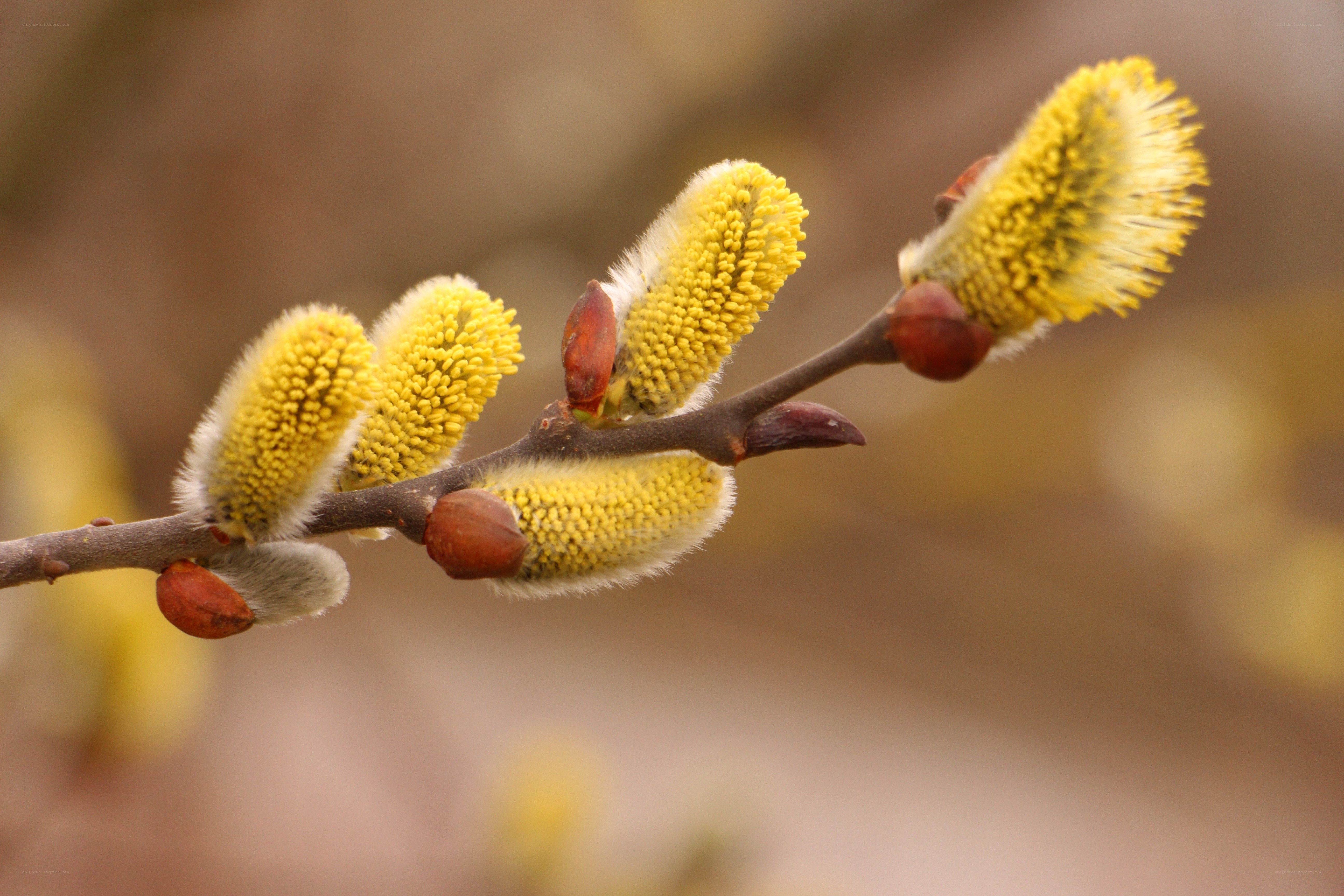 Yellow willow catkins on a branch