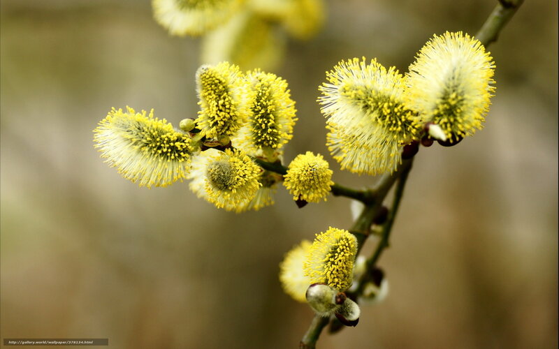 Yellow Willow Catkins — Serene, Spring