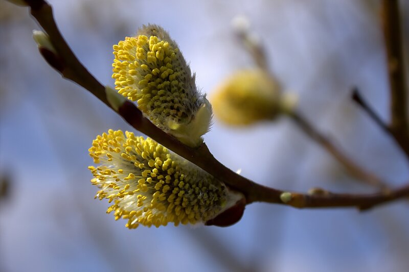 Yellow Willow Catkins — Serene