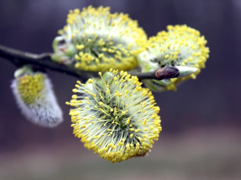 Yellow Willow Catkins